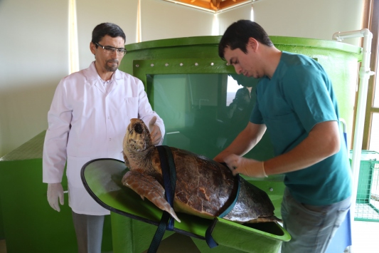 Dalyan Kaplumbağa Hastanesi: Caretta Caretta'ların Kurtuluşu